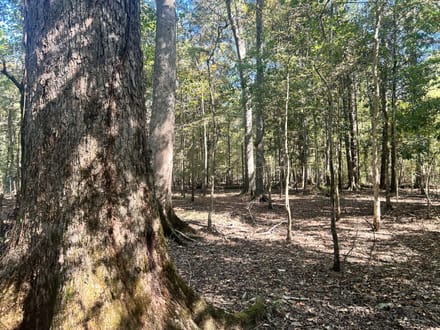 Highway 15 - Bogue Homa Tract