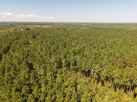 Highway 15 - Bogue Homa Tract