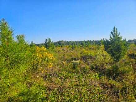 58 Acres Rogers Road Marion County