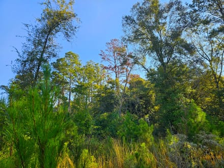 58 Acres Rogers Road Marion County