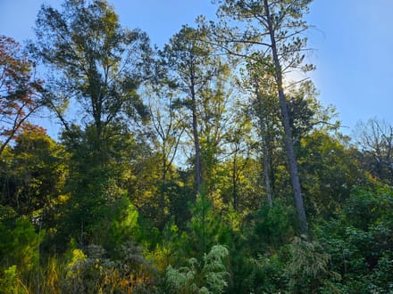 58 Acres Rogers Road Marion County