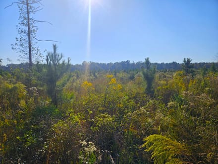 58 Acres Rogers Road Marion County