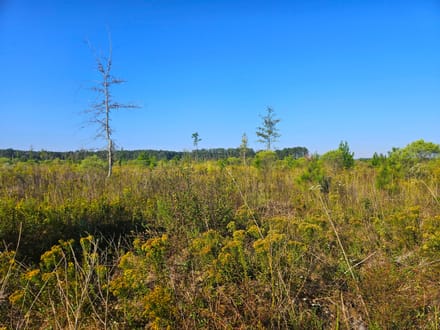58 Acres Rogers Road Marion County