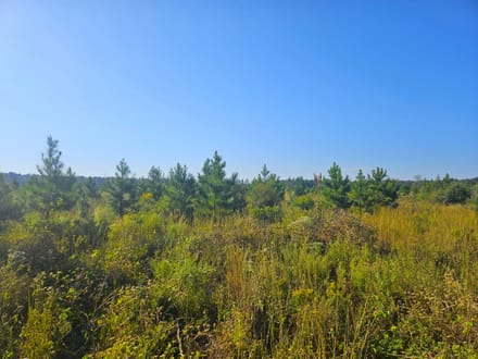 58 Acres Rogers Road Marion County