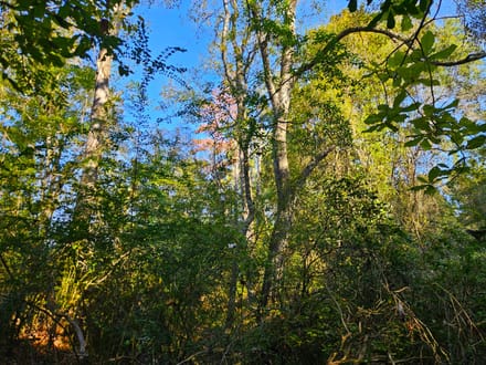 58 Acres Rogers Road Marion County