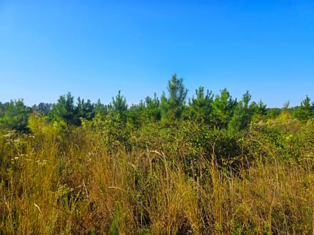 58 Acres Rogers Road Marion County