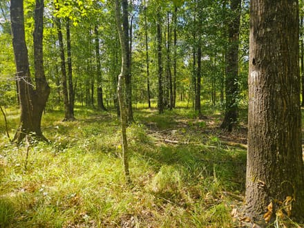 42 Acres Rogers Road Marion County