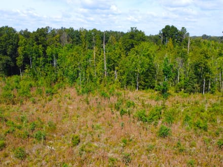 42 Acres Rogers Road Marion County