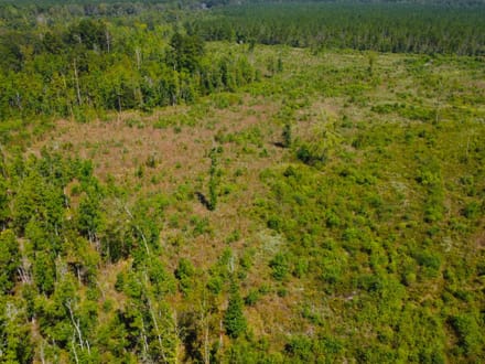 42 Acres Rogers Road Marion County