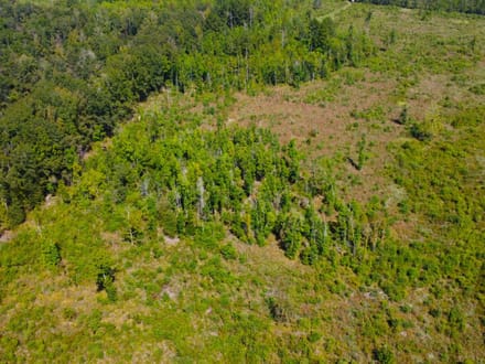42 Acres Rogers Road Marion County