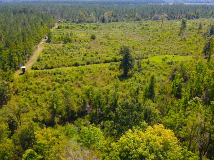 42 Acres Rogers Road Marion County