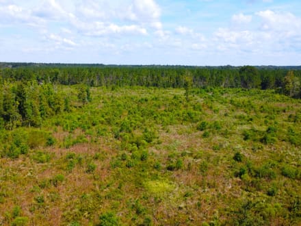 42 Acres Rogers Road Marion County