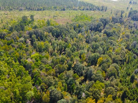42 Acres Rogers Road Marion County
