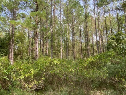 Whirl Creek Tract