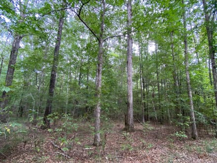 Whirl Creek Tract