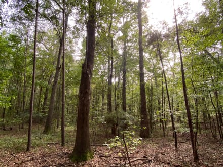 Whirl Creek Tract