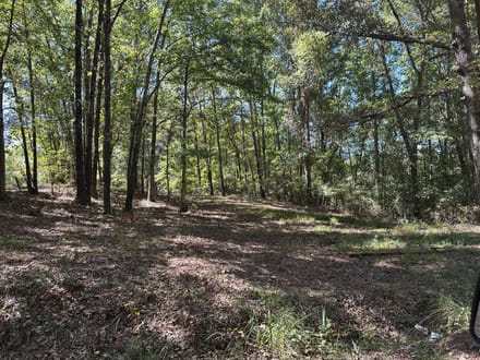 Lamar County