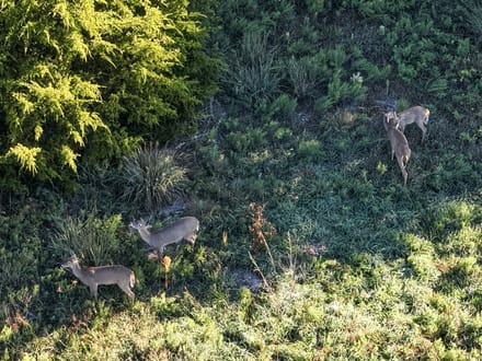 Auction! 80+/- acres of Hunting and Development Tract 1 of 4