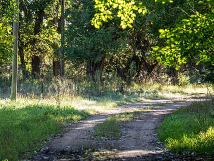 Auction! 80+/- acres of Hunting and Development Tract 1 of 4