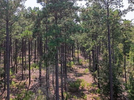 BLUE HERON TRACT