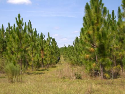 BLUE HERON TRACT