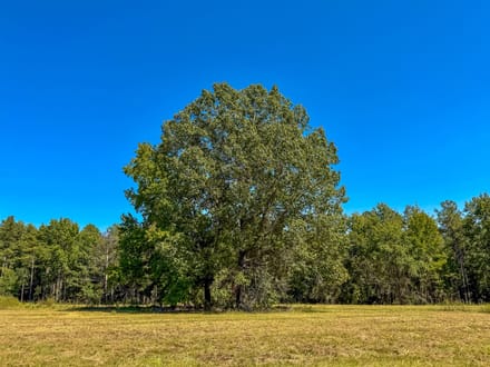 SUNNY HILL PLANTATION