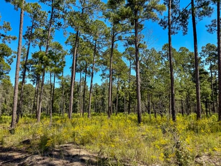 SUNNY HILL PLANTATION