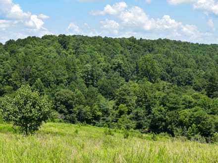 MULBERRY FORK TRACT
