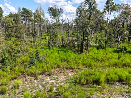 LOCUST BAYOU TRACT