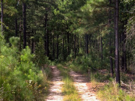 SUNNY HILL ROAD 3