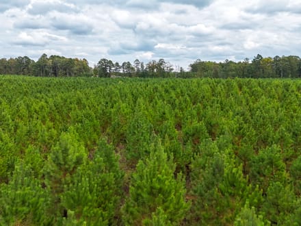 SULPHUR SPRINGS TRACT