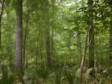 OCMULGEE RIVER TRACT