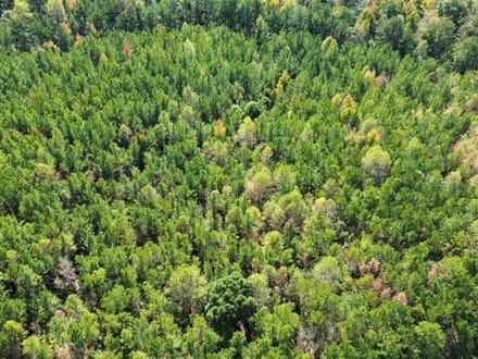 26 +/- Acres Tallapoosa Co. AL 