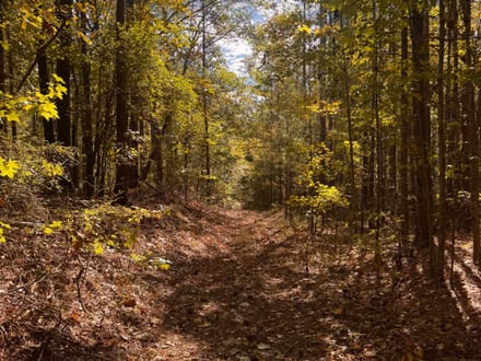 26 +/- Acres Tallapoosa Co. AL 