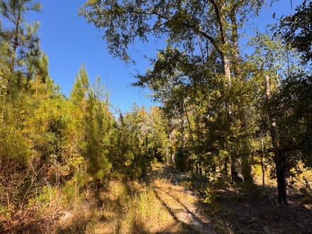 12 +/- Acres Hatchechubbee, AL 