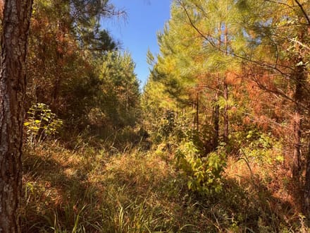 12 +/- Acres Hatchechubbee, AL 