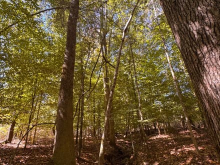 12 +/- Acres Hatchechubbee, AL 