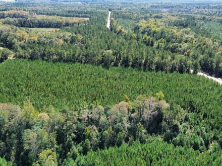 12 +/- Acres Hatchechubbee, AL 