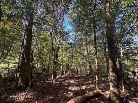Tallawampa Creek Tract