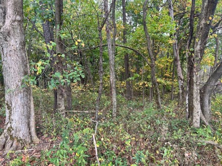 Brown County, Illinois 60 Acres of Land for Sale 