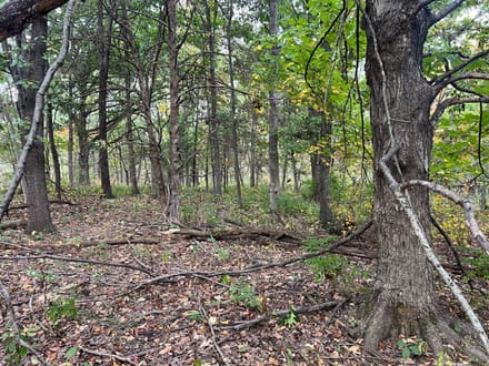 Brown County, Illinois 60 Acres of Land for Sale 