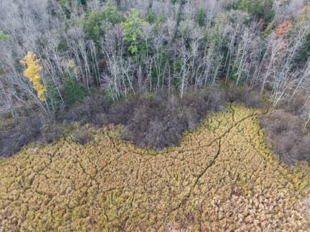 Taylor County, Wisconsin 40 Acres of Land for Sale 