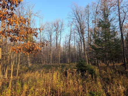 Taylor County, Wisconsin 40 Acres of Land for Sale 