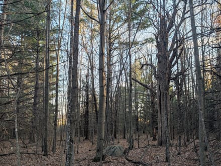 Taylor County, Wisconsin 40 Acres of Land for Sale 
