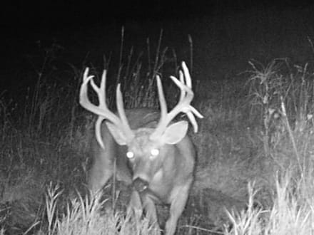Iowa County, Wisconsin 132 Acres of Land for Sale with Cabin