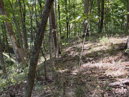 Coles County, Illinois 15.5 Acres of Land for Sale