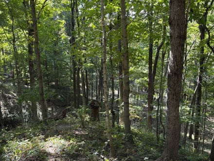 Coles County, Illinois 15.5 Acres of Land for Sale