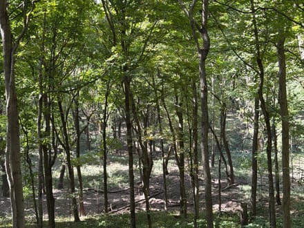 Coles County, Illinois 15.5 Acres of Land for Sale
