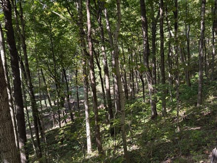 Coles County, Illinois 15.5 Acres of Land for Sale