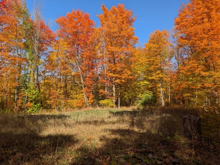 Iron County, Wisconsin 40 Acres of Land for Sale 